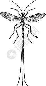 Pimpla 陈年插图物种背景图片