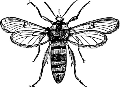 古典插图黑色雕刻蜜蜂白色艺术休息树干柳树绘画背景图片