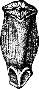 玛丽亚卡罗莱纳火炬松天然大小的二到三分之二 德塔克雕刻黑色插图松树白色木材绘画艺术插画