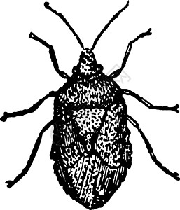 灰色 Pentatoma 复古插图高清图片