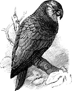 亚马逊鹦鹉复古插画背景图片