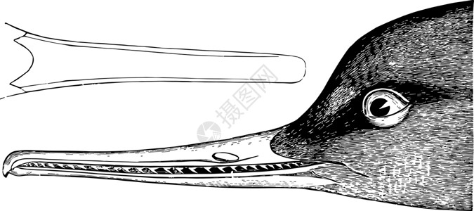 椒盐鸭下巴红色乳房Merganser古董插图插画