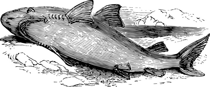 大白鲨复古插画背景图片