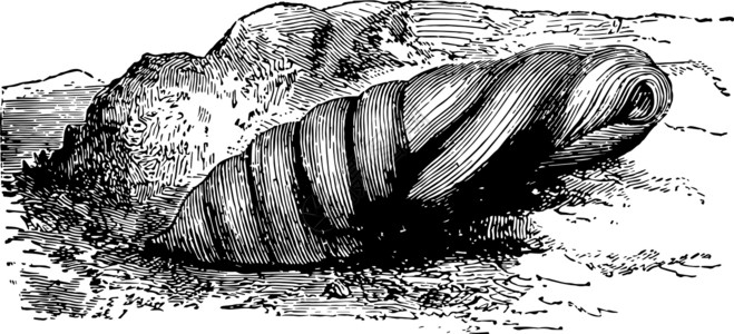 五岳之首死亡之首霍克·摩斯陈年古迹的Chrysalis插图插画