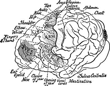 黑猩猩古代插图的脑部区域 汽车区背景图片