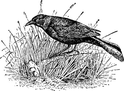 乌鸦黑鸟复古插画背景图片