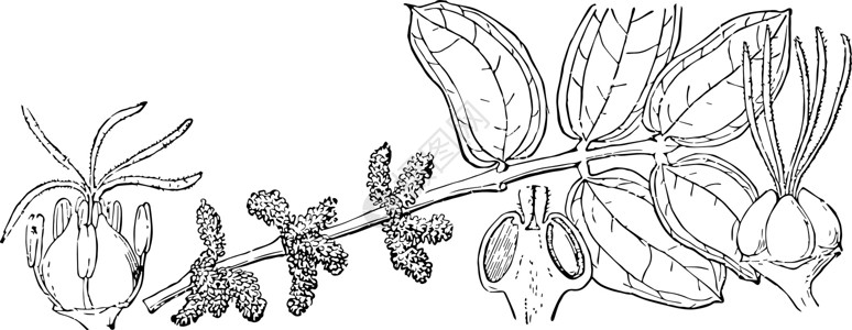 Coraria 古典插图背景图片