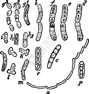 巨大芽孢杆菌复古它制作图案背景图片