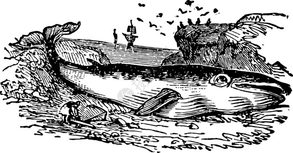龙舌兰鲸边的古董插图背景图片