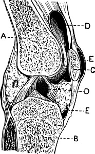 下半身Knee 区划 老式插图插画