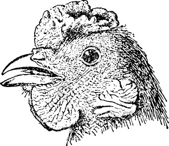 Pea Comb鸡类古董插图的负责人背景图片