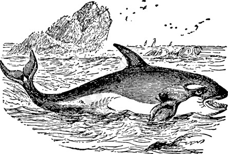 逆戟鲸复古插画背景图片