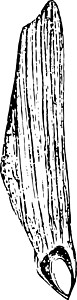 古巴松树 2至33的自然体积锥体艺术翅膀黑色种子插图白色绘画雕刻松树背景图片