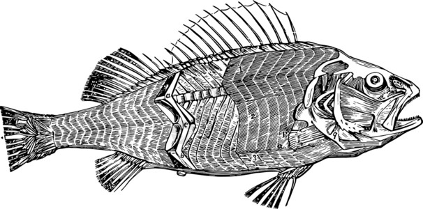 鱼复古插图的肌肉背景图片