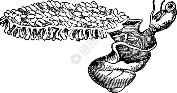 紫蜗牛复古插画背景图片