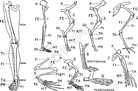 牛骨面显示Modifica的人类腿(直截面)和比较图插画