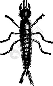 复古插图的幼虫昆虫白色雕刻攻击艺术绘画黑色背景图片