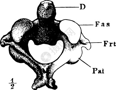 轴心是第二子宫颈白喉老古代插图背景图片