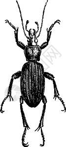 古典插图雕刻生活昆虫白色艺术幼虫黑色绘画背景图片