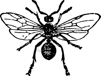 红木蚂蚁女性复古插画背景图片