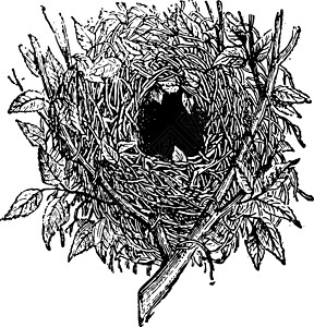 Wren 古董插图之巢背景图片