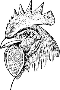 桂花鸡米头鸡头古董插图 单烤鸡头插画