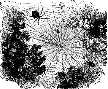 佩特拉花园蜘蛛复古它制作图案插画