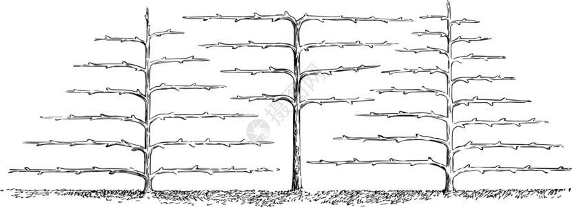 水平系统的培训梨树复古插画背景图片
