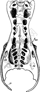苍鹭复古插图的骨盆背景图片
