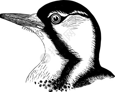 红冠啄木鸟复古插画高清图片