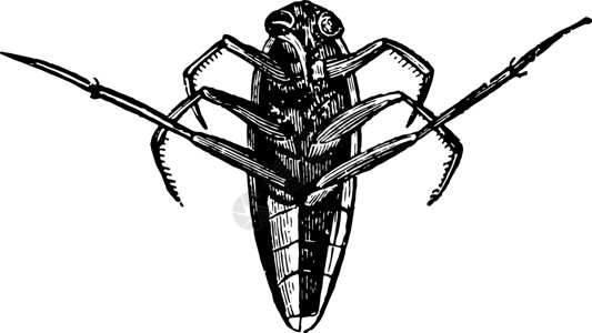 兰德曼纳劳卡复古插画白色雕刻黑色插图艺术绘画昆虫插画