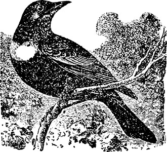 Ring Ouzel 古董插图背景图片