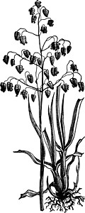 静音草原插图雕刻白色绘画花朵艺术黑色背景图片