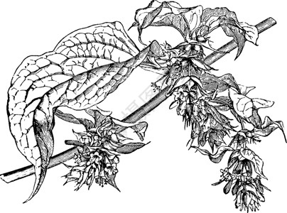 耧福尔摩沙古代插图的鲜花处雕刻白色绘画黑色艺术插画