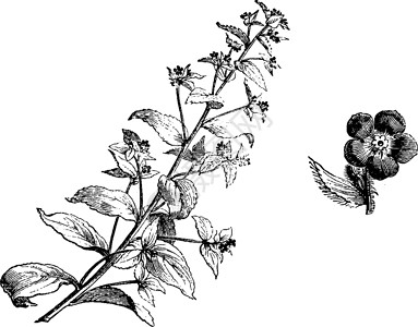 维森汀鲜花古典插图黑色多叶生长艺术植物白色蓝色雕刻绘画插画