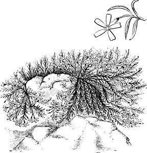 布拉内洛普赫洛克斯的哈比特和破旧花朵和叶叶插画