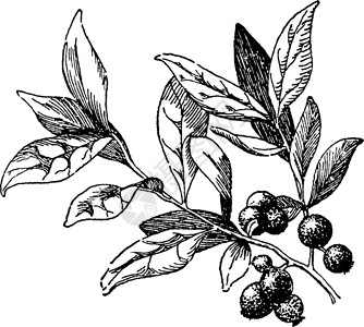 哈克贝利复古插画水果艺术白色植物插图荒地绘画雕刻黑色插画