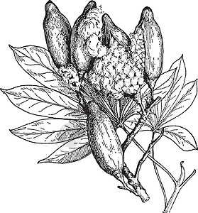 仿丝棉丝棉树的叶子和果实复古插画插画
