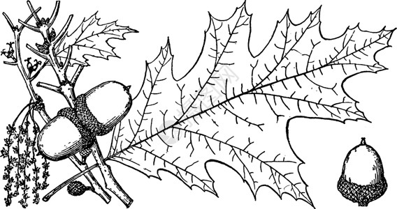 北红橡树古代插图的分支背景图片