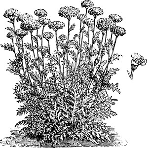 Achillea 紫茎泽兰花复古插画插画