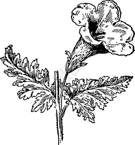 马利筋属植物陈年插图绘画玄参雕刻植物艺术白色黑色插画