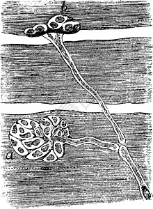 蛇的肌肉纤维细胞 陈年插图插画