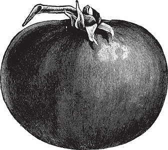 美容番茄复古插画背景图片