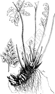 白色嚏根草亚丁二苯基的根和铁质富石插画