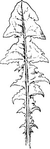 丹那利丹迪利昂 叶子 花 形状的古董插图插画