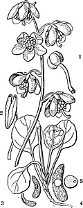 绿色花岗冬青古典插图高清图片