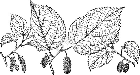 红木素材红木莓陈年插图的分支插画