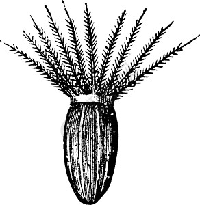 缬草种子与 Pappus 复古插图插画