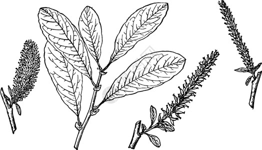 汉斯陈年插图的分支绘画柳属雕刻艺术黑色树叶灌木白色植物插画