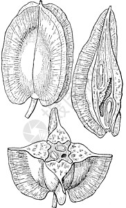 伊格莱西亚卡罗来纳银铃古董插图插画